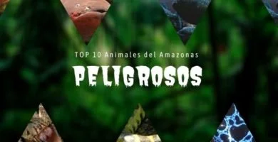 animales del Amazonas Peligrosos