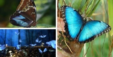 mariposa azul morpho