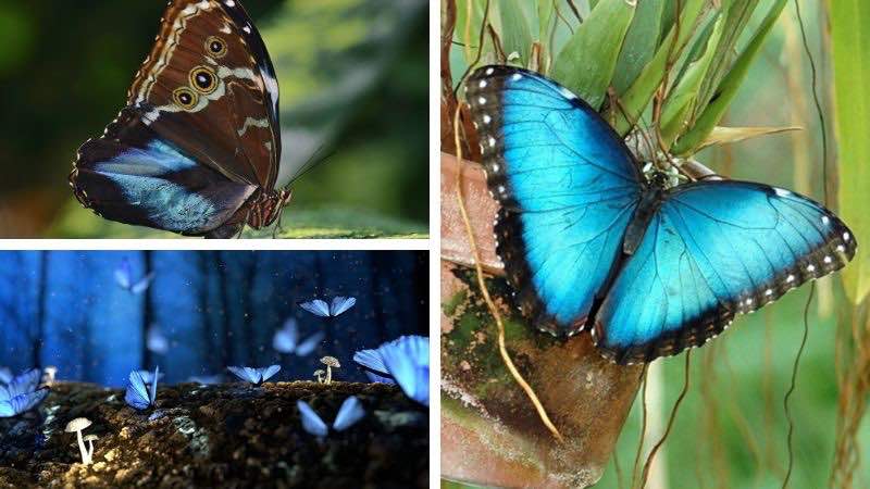 mariposa azul morpho
