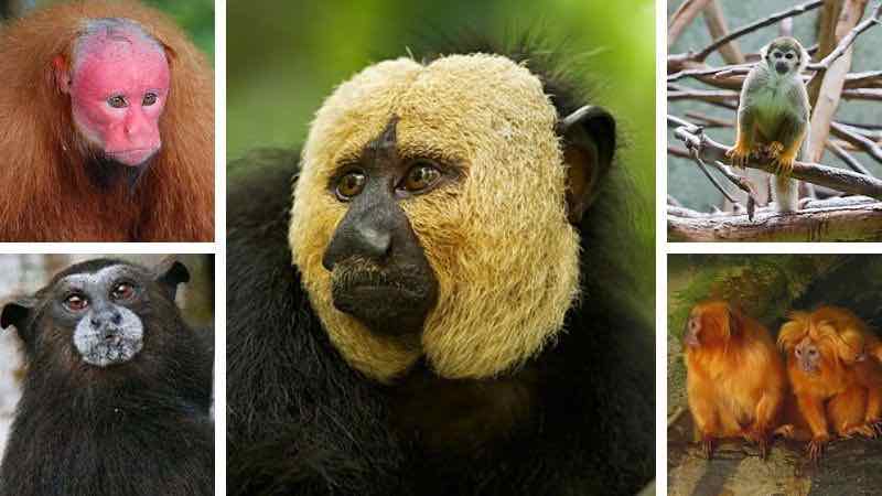 🥇 12 Amazon Rainforest Monkeys - Endangered Species ⚠️