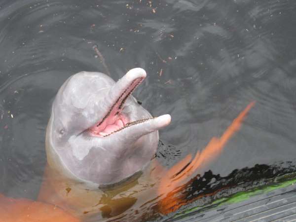 boto cor de rosa, pink dolphin, delfin rosado
