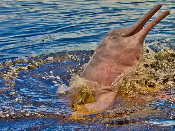pink dolphin, boto vermelho