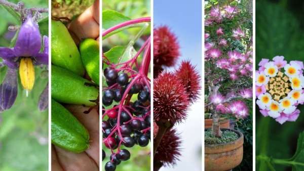 plantas-medicinales del amazonas