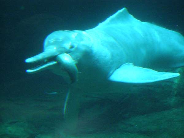 tonina-amazon-dolphin