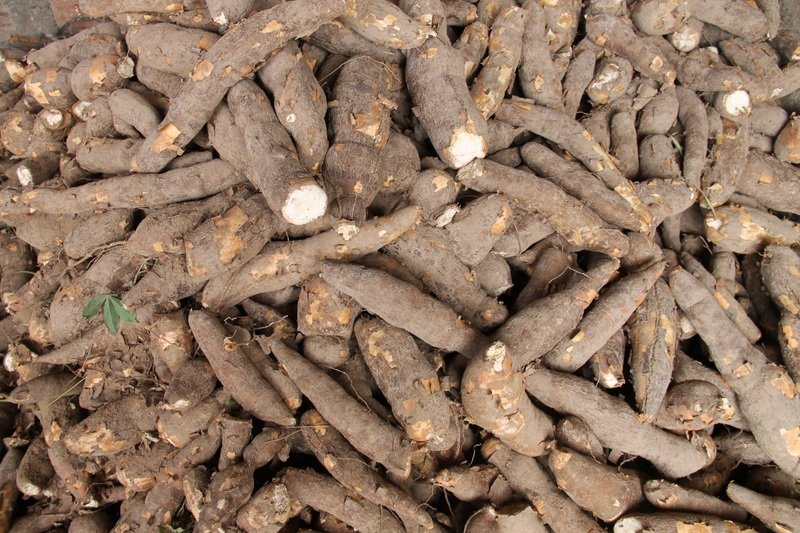 Cassava or manioc (Manihot esculenta Crantz)