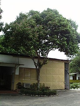 sarrapia tree