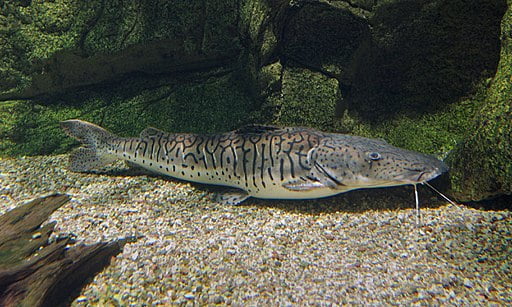 pez doncella Pseudoplatystoma fasciatum
