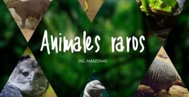 animales raros del amazonas