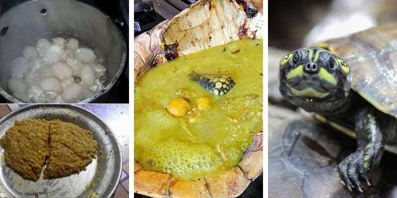 platos tipicos con tortuga charapa