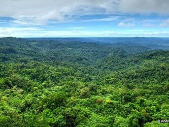 selva amazónica en puyo ecuador