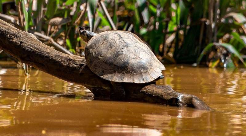 charapa turtle (podocnemis expansa)