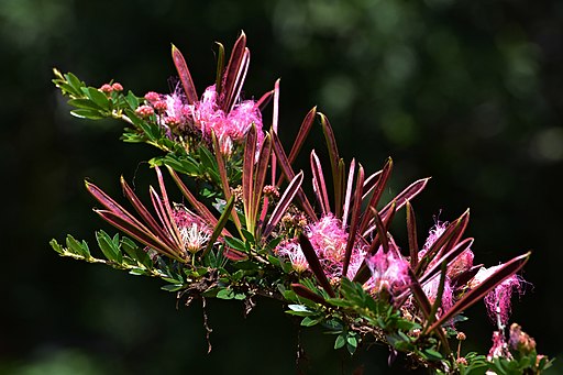 flor de bobinsana o Carbón_(Calliandra_angustifolia)