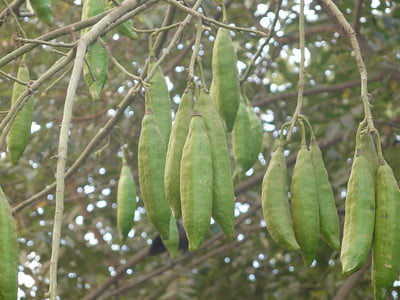 fruto del kapok o ceiba pentranda