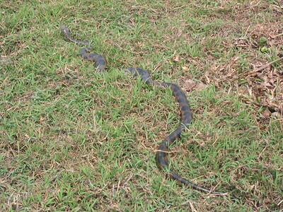 anaconda near the beni river in bolivia