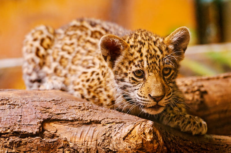 bebé jaguar mayra