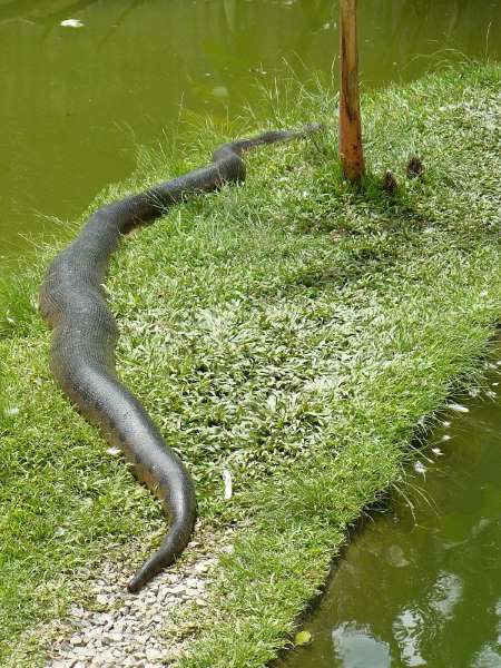 Anaconda 2,4 mts. (Eunectes murinus), Parque del Este, Caracas LOW