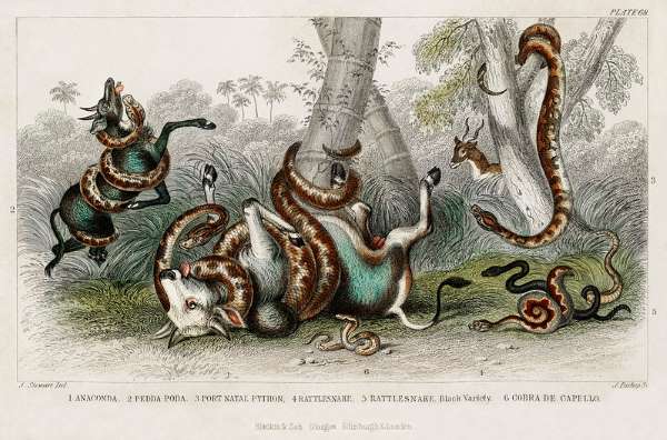 Anaconda, Pedda Poda, Port Natal Python, Rattlesnake, Rattlesnake Black Variety, and Cobra de Capello from A history of the earth and animated nature (1820) by Oli  