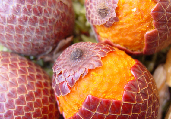 Fruit of Aguaje or Buriti (Mauritia Flexuosa)