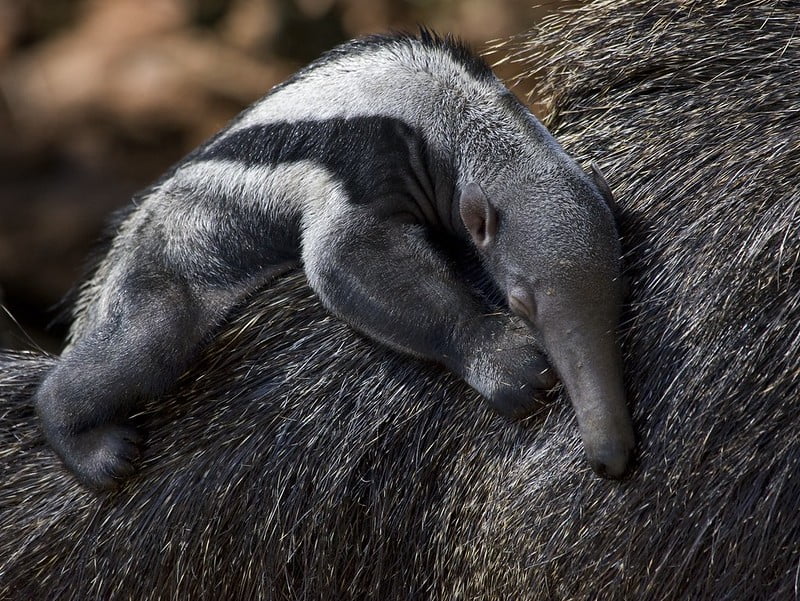 National Zoo's Baby Giant Anteater It's a boy