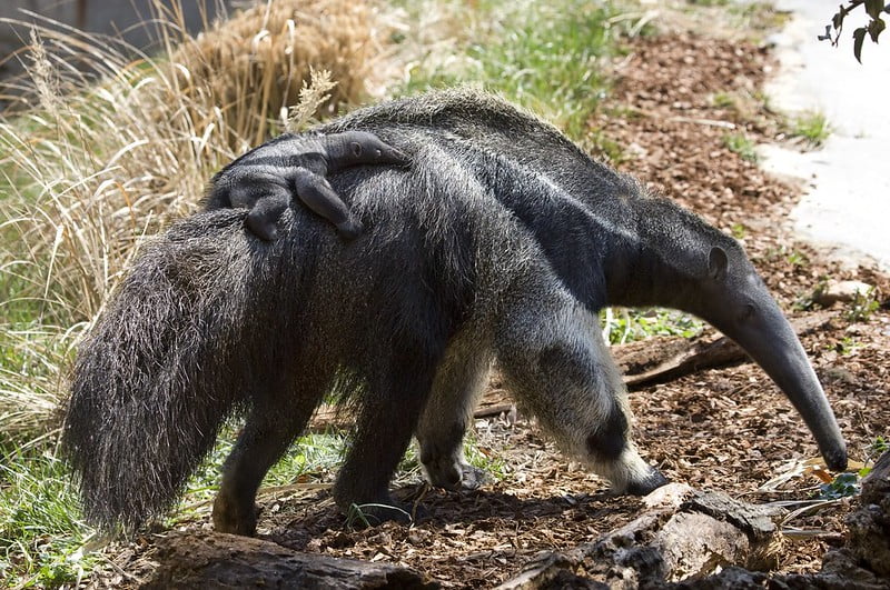 National Zoo's Baby Giant Anteater It's a boy MED