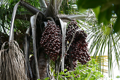 Moriche Palm (Mauritia flexuosa) fruits