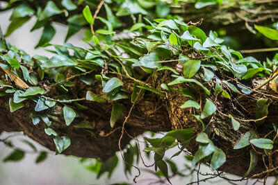 ayahuasca vine climbing plant