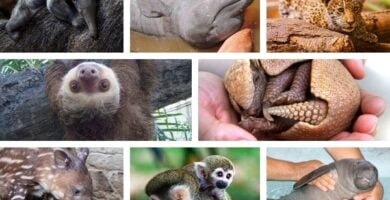 bebés de animales del amazonas portada