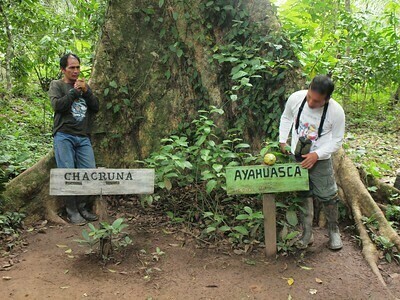 chacruna and ayahuasca