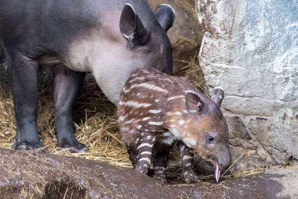 tapir-bebe