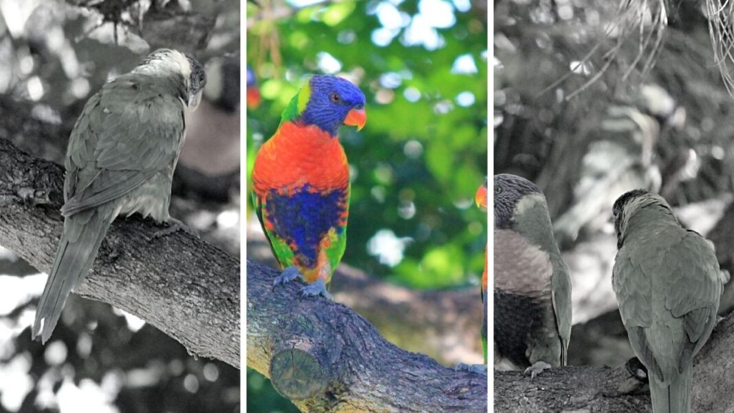 leyenda del color de los pájaros amazonas ecuador cover