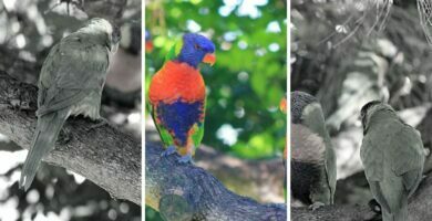 leyenda del color de los pájaros amazonas ecuador cover