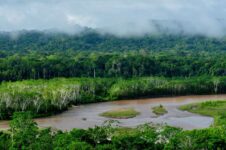 Madidi_Nationalpark_Amazonas_Bolivien low