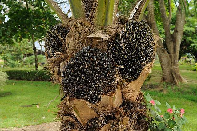 Elaeis_guineensis_oil_palm_fruit_Portoviejo_Ecuador