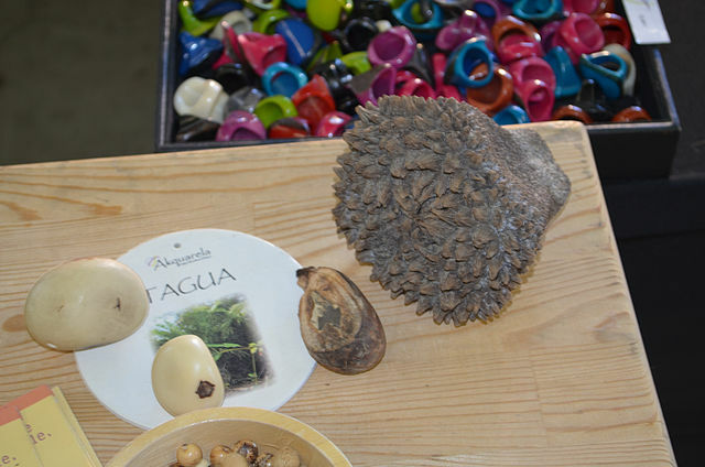 Vegetable ivory, also called tagua or corozo. Fruits presented at the Bio Foodle 2015 fair in Charleroi (Belgium).
