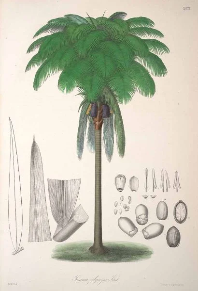 Oenocarpus_bataua