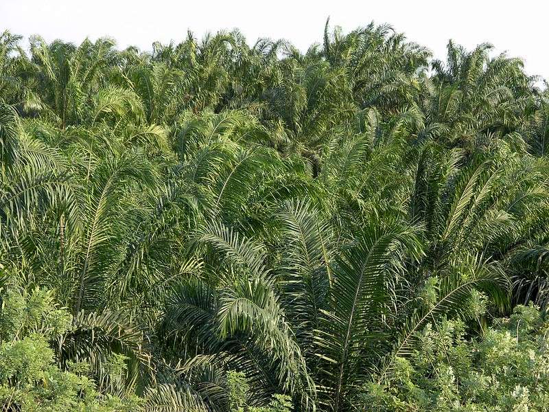 Palm Oil trees - árboles de la palma africana; Valle de Aguán, Honduras