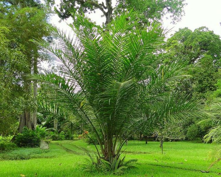 African palm