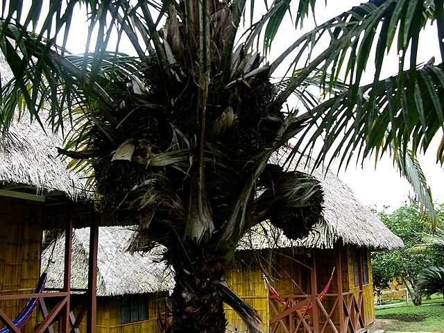 tagua palm