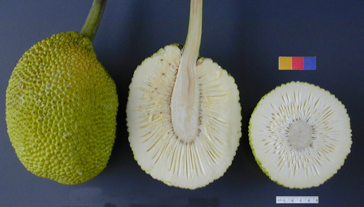 cross-section of breadfruit