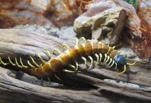 giant-centipede