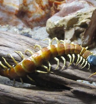 giant-centipede