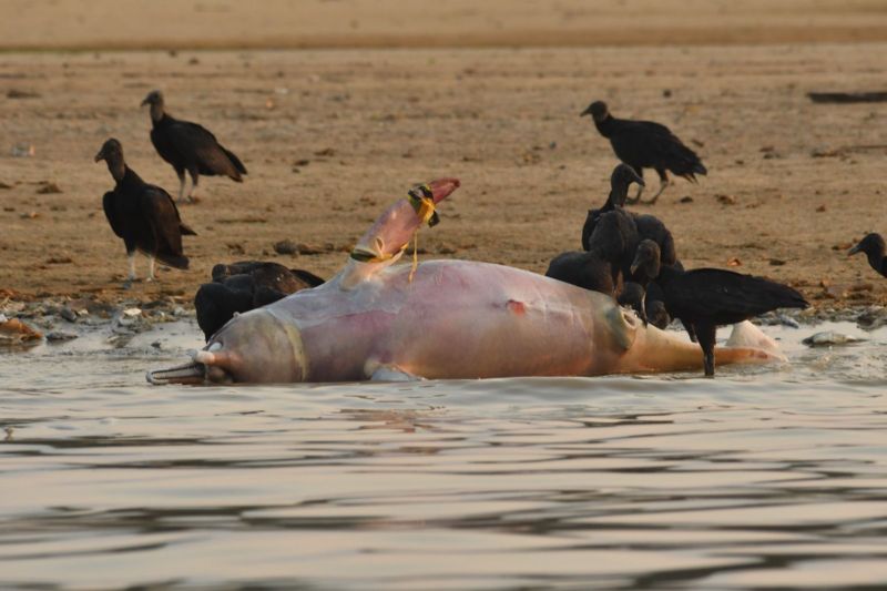 delfines muertos por sequía en brasil