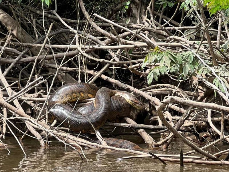 BRYAN FRY Northern Green Anaconda (Eunectes akayima) on riverbank LOW