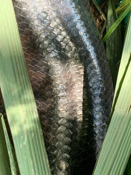 Northern Green Anaconda (Eunectes akayima) scales. Photo by BRYAN FRY