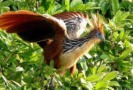 hoatzin